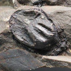 Alethopteris zeillerii