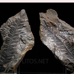 Alethopteris zeillerii