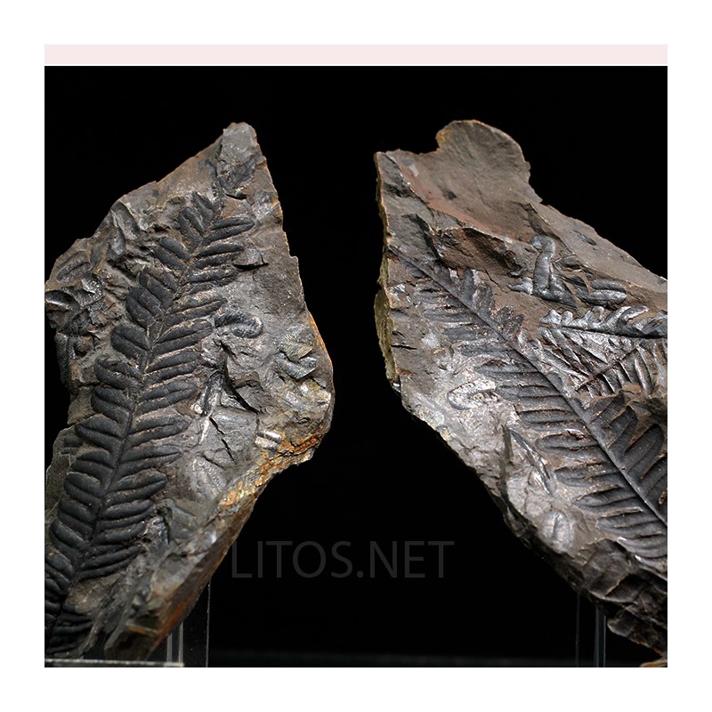 Alethopteris zeillerii