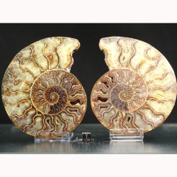 Ammonite fosil cleoniceras