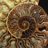 Ammonite fosil cleoniceras