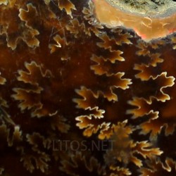 Ammonite fosil cleoniceras