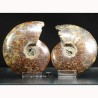 Ammonite fosil cleoniceras