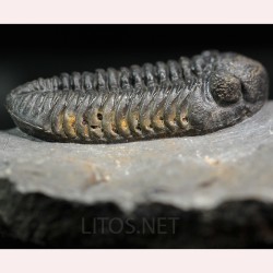 Trilobites morocops ovatus