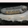 Trilobites morocops ovatus