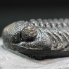 Trilobites morocops ovatus