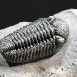 Trilobites morocops ovatus