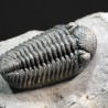 Trilobites morocops ovatus
