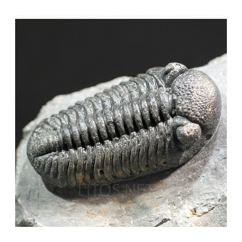 Trilobites morocops ovatus
