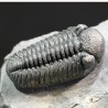 Trilobites morocops ovatus