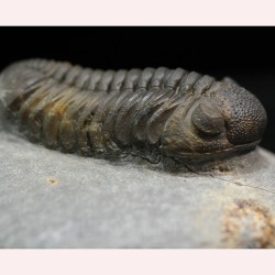 Trilobites morocops ovatus