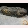 Trilobites morocops ovatus