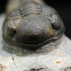 Trilobites morocops ovatus