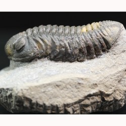 Trilobites morocops ovatus