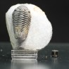 Trilobites morocops ovatus