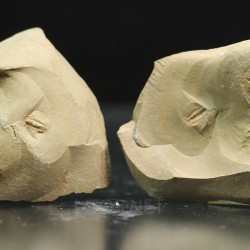 Trilobites bigotinidae