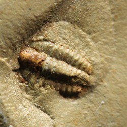 Trilobites bigotinidae