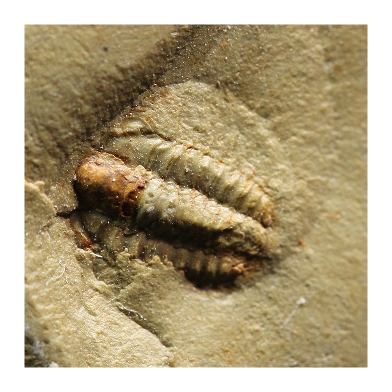Trilobites bigotinidae