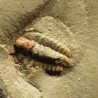 Trilobites bigotinidae