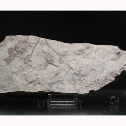 Fósil Neuropteris ovata