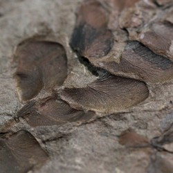 Fósil Neuropteris ovata