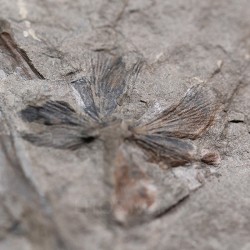 Fósil Neuropteris ovata