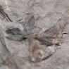 Fósil Neuropteris ovata