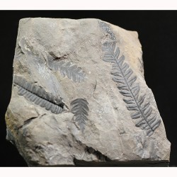 Alethopteris zeillerii