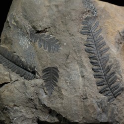 Alethopteris zeillerii