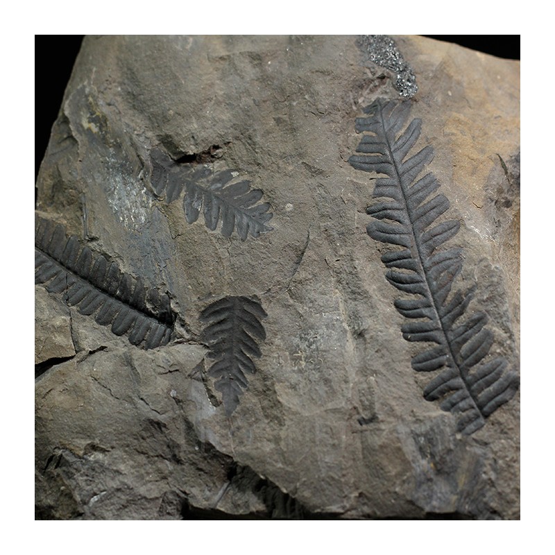 Alethopteris zeillerii