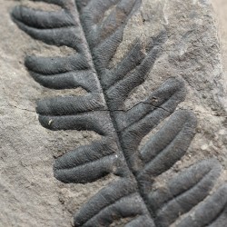 Alethopteris zeillerii