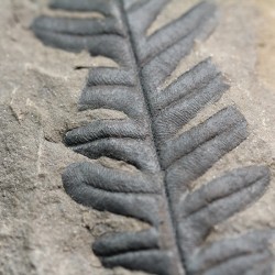 Alethopteris zeillerii