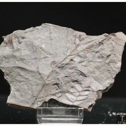 Fósil Neuropteris ovata