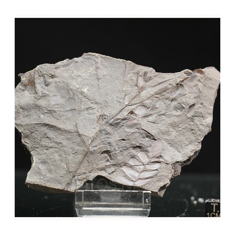 Fósil Neuropteris ovata