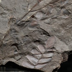 Fósil Neuropteris ovata