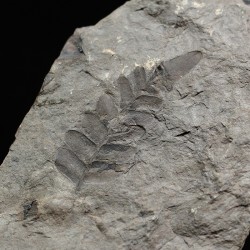 Fósil Neuropteris ovata