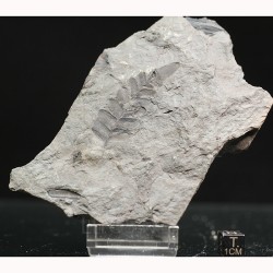 Fósil Neuropteris ovata