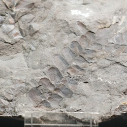 Fósil Neuropteris ovata