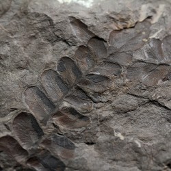 Fósil Neuropteris ovata