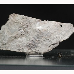 Fósil Neuropteris ovata