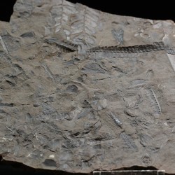 Fósil Neuropteris ovata