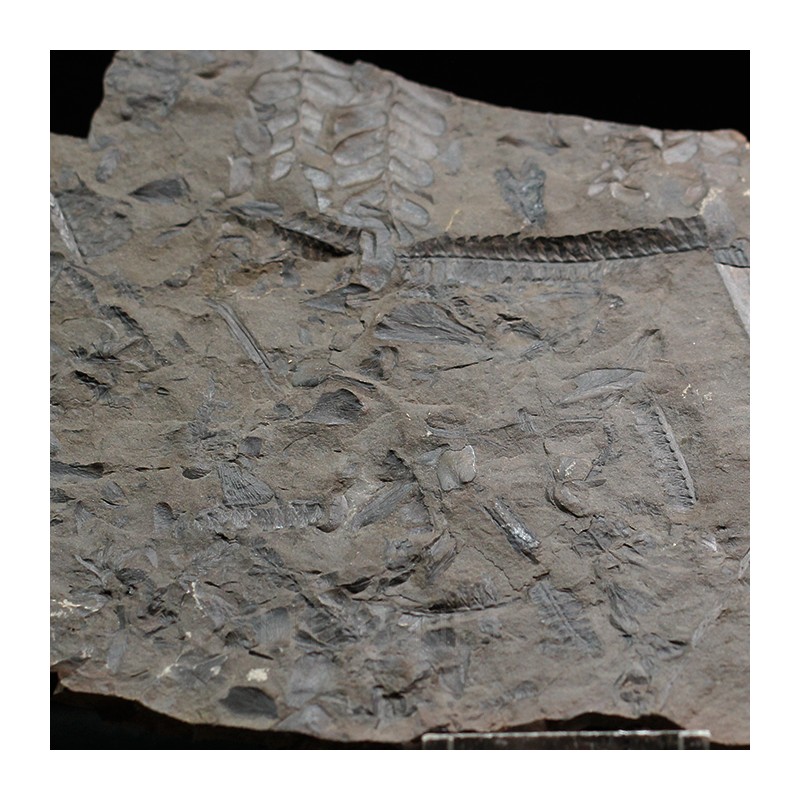 Fósil Neuropteris ovata