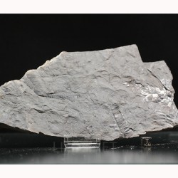 Fósil Neuropteris ovata