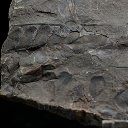 Fósil Neuropteris ovata