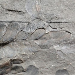 Fósil Neuropteris ovata