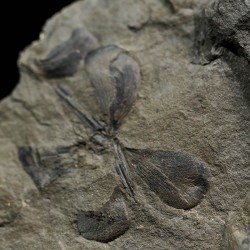 Fósil Neuropteris ovata