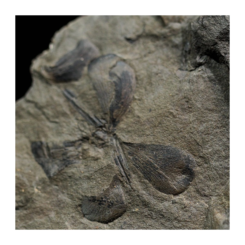 Fósil Neuropteris ovata