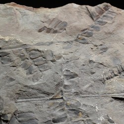 Fósil Neuropteris ovata