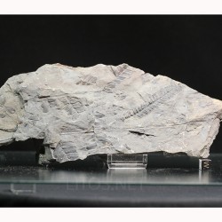 Fósil Neuropteris ovata