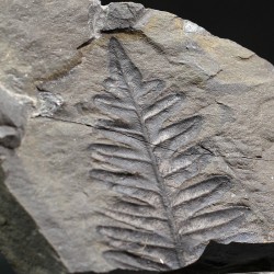 Alethopteris zeillerii